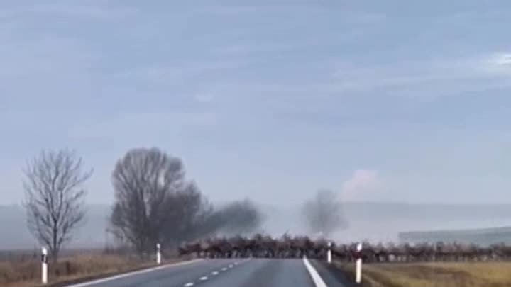 🦌Большое стадо оленей в Беларуси засняли во время перехода дороги « ...