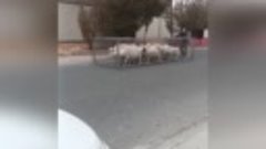 Перегон стада овец в городских условиях с использованием спе...
