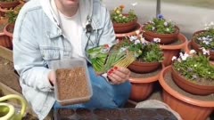 💡Фасоль в вермикулите и салат в кассетах: как можно проращивать семена до высадки в грунт
