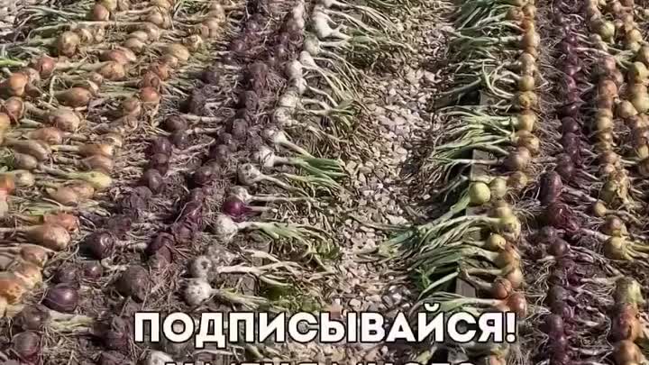 Быстрый способ посадки лука