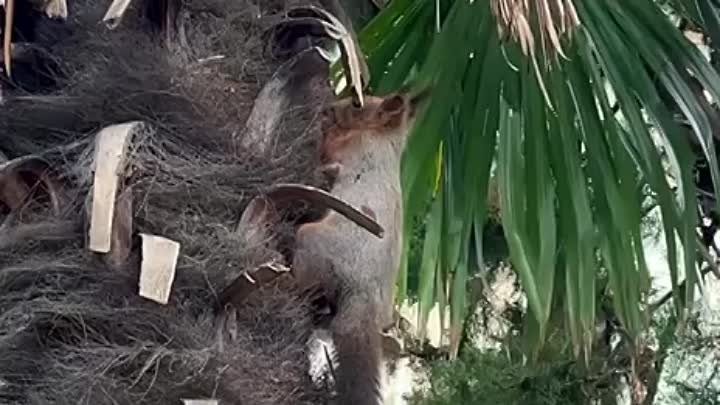 🐿