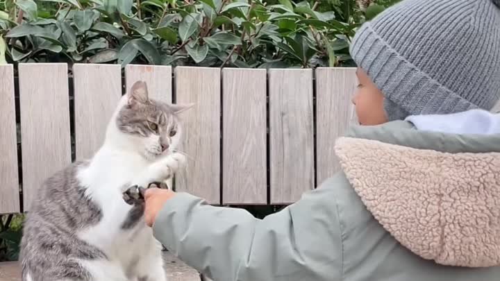 Турецкие котики такие милые❤️