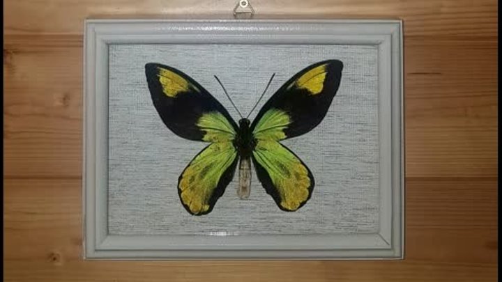 Ornithoptera victoriae victoriae в белой рамке