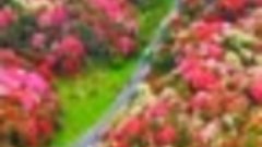Лесной парк рододендронов Гуйчжоу Байли