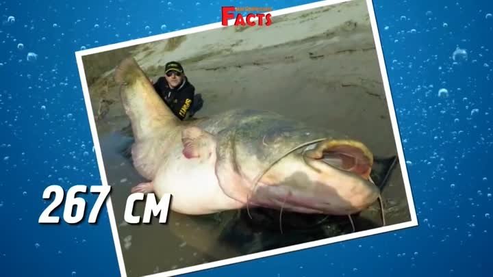 Они поймали самые большие рыбы в мире.