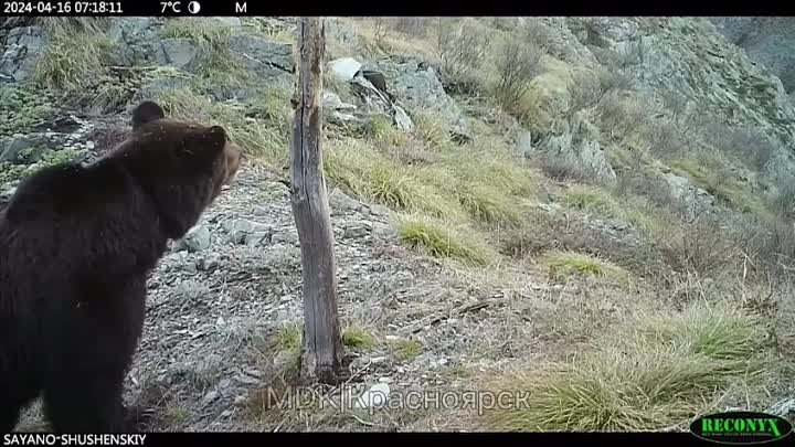медведь в заповеднике