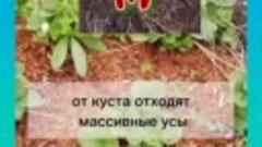 Как отличить женские и мужские кусты клубники