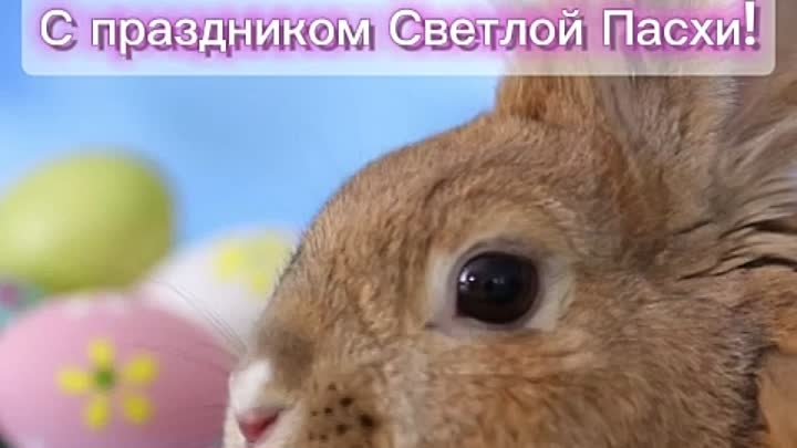 Видео от Алены Осиповой (4)