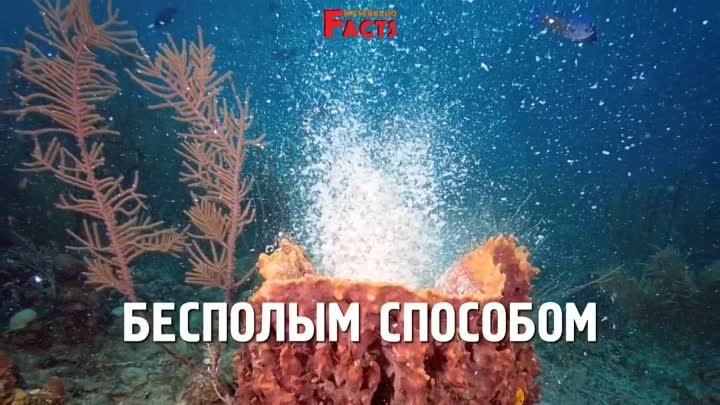 Самые необычные яйца животных.