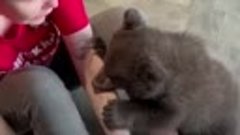 В Сибирском зоопарке выхаживают медвежонка.