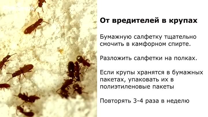 КАМФОРНЫЙ СПИРТ - СПАСЕНИЕ от вредителей и болезней в саду и огороде