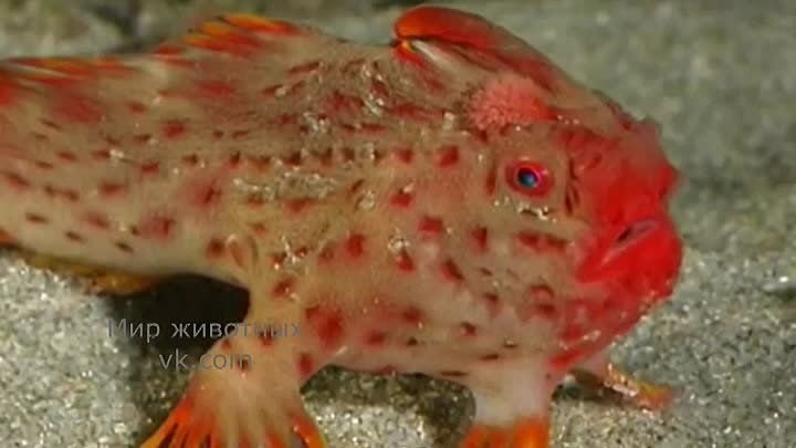 Красная ручная рыба (Thymichthys politus) — ходячая рыба.