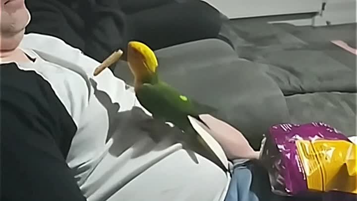 Какие же попугаи полезные