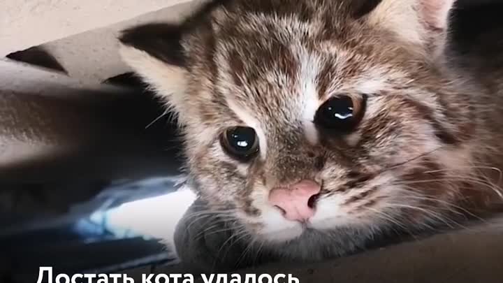 Кот под капотом