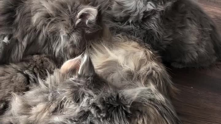 Кошачьи прикольчики