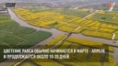 На востоке Китая началось цветение живописных полей рапса
