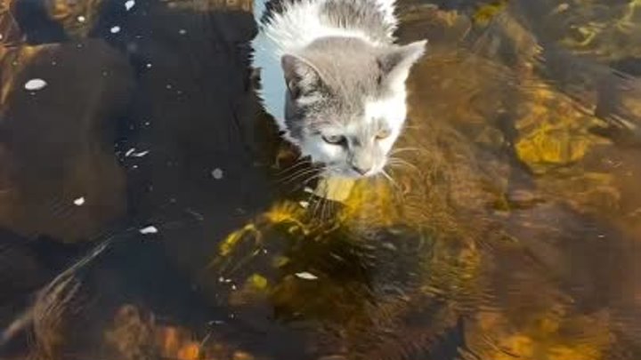 Самый бесстрашный котик 😱