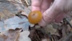 Галерина окаймлённая (Galerina marginata) - смертельно ядови...