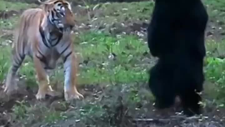 Медведь атакует тигра. Звук.