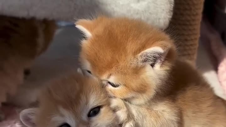 Милые котятки