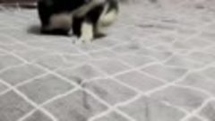 Игривого щенка с пятью лапами спасли в приюте Омска