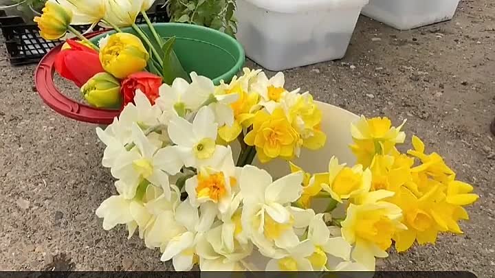 Дачники начали продавать первые весенние цветы