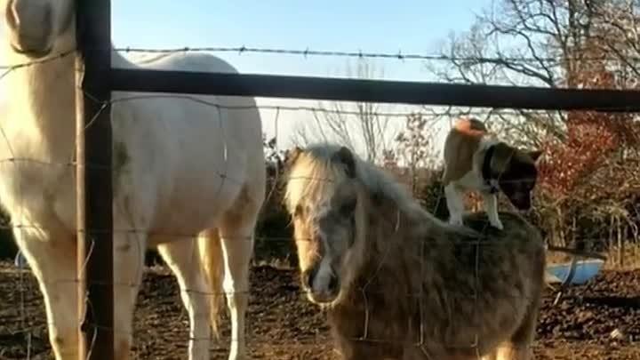 Корги пробрался на чужую ферму, чтобы покататься на лошадях