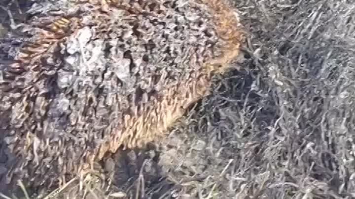 Видео от МЧС Белгородской области