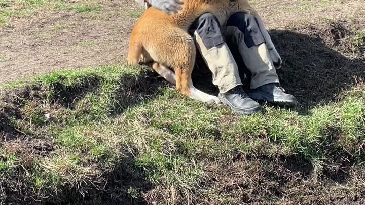 Папа главный по обнимашкам на питомнике ❤️
Среднеазиатские овчарки п ...