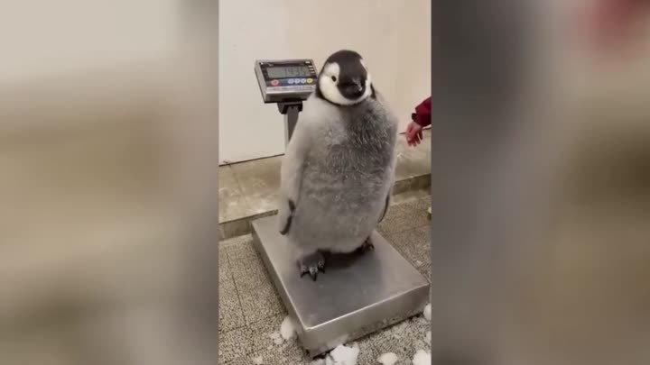 Маленький пингвиненок не захотел вставать на весы и уморил Сеть