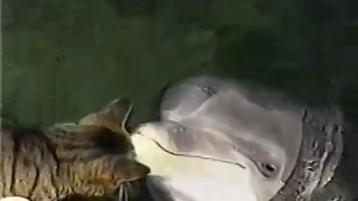 Котик и дельфин