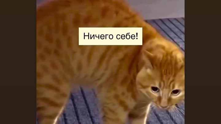 Реакция кота