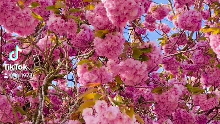 Сакура в цветении 🌸🌸🌸