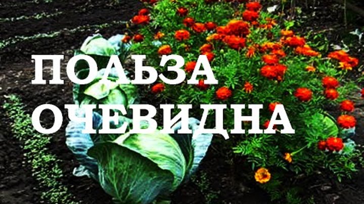 Польза очевидна