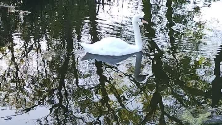 А белый лебедь на пруду... 