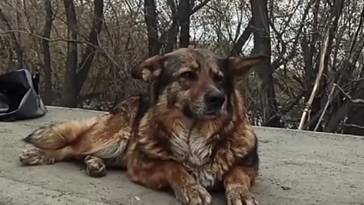 В Кургане пес полюбил спасателей — его спасали уже 4 раза
