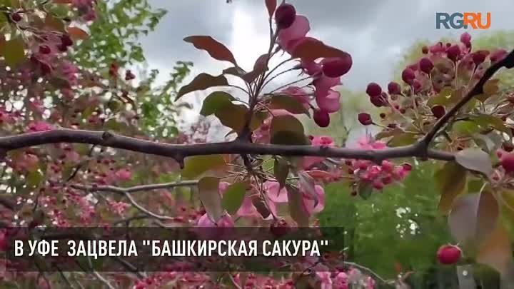 В Уфе зацвела "башкирская сакура"