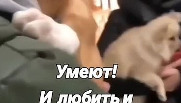 Пусть все собачки найдут свой дом ❤️