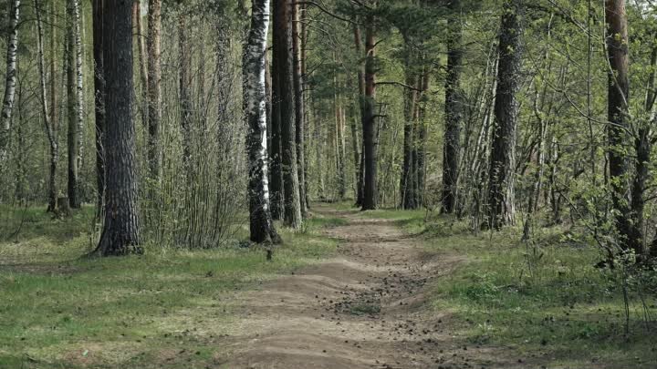 Не жгите костры в лесу, в области пожароопасный период