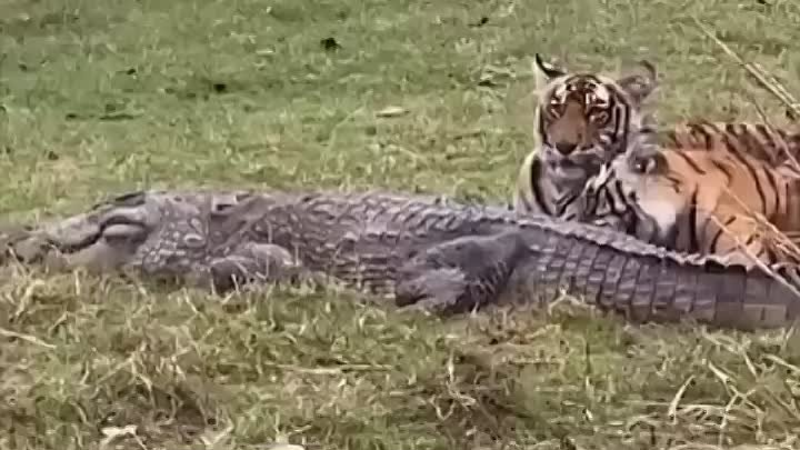 Тигрица и три тигренка убили крокодила и поели его мяса