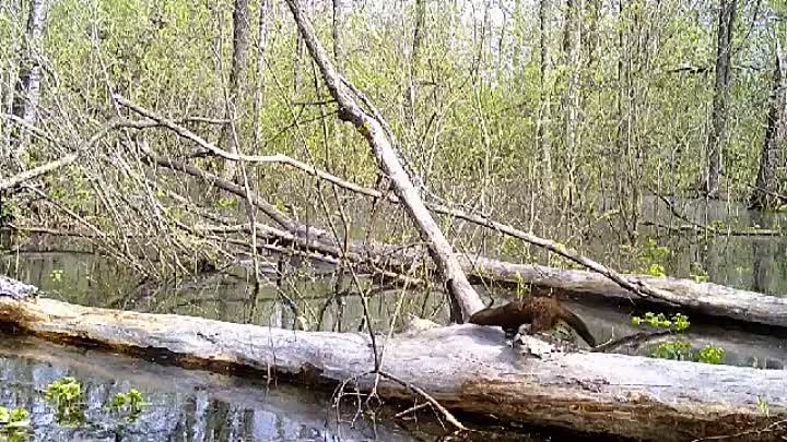 Видео от Дмитрия Адаховского