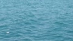 Дельфины у берега в Сочи сегодня