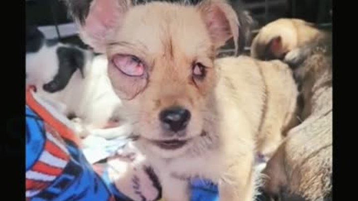 Как этот щенок нашел новую семью после того, как его глаза выбросили
