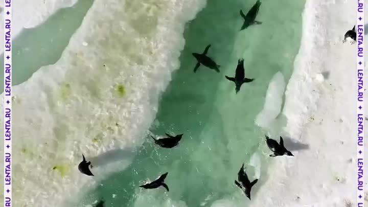 Пингвины принимают ледяную ванну