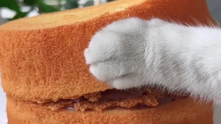 Так мило!😍 Обязательно попробуйте торт с молоком и чаем от Chef Cat ...