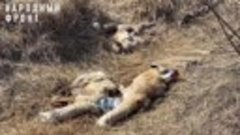 Мертвых лисиц и коровьи головы обнаружили на КСК недалеко от...