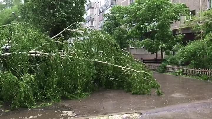 В Воронеже из-за урагана массово падают деревья
