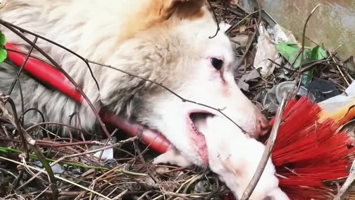 С парализованными лапами щенок пытался ползти шаг за шагом и умолял  ...