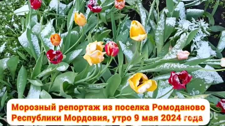 Морозное утро 9 мая 2024 года в Мордовии