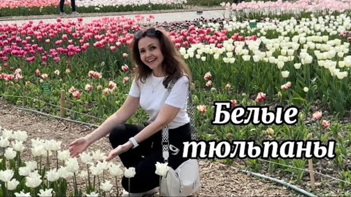 БЕЛЫЕ  ТЮЛЬПАНЫ 🌷Музыка: Виктор Могилатов, слова: Антон Бикбаев (SE ...